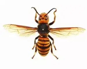 giant_hornet