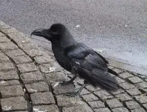 Japanese_crow