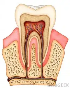tooth_cross_section