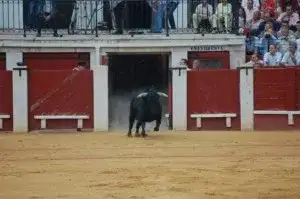 bull_entering_ring